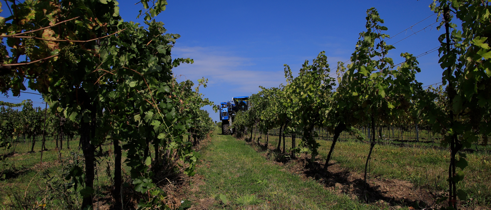Weinviertel Weingarten in Niederösterreich